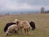 Carneiro, Arashan sheep — foto 2