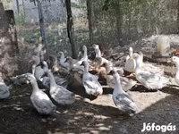 Ducks — الصورة 1