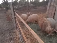 Carnero, Racka sheep — foto 2