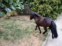 Aygʻir, Shetland Pony — 7-rasm