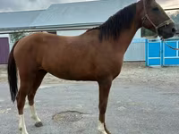 公马, Horses — 照片 3