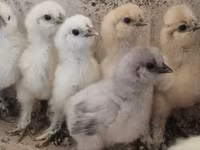 Silkie — zdjęcie 1