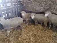 Carnero, Ile-de-France sheep — foto 5