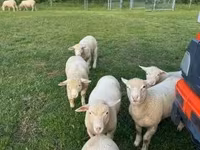 Қой, Ile-de-France sheep — 7-сурет