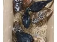 Chickens — الصورة 2