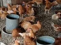 Chickens — fotografija 3