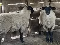 भेड़, Suffolk sheep — फ़ोटो 2