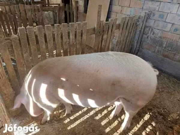 Knur, Świnie