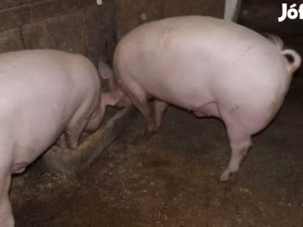 Świnie (partia, płeć nieokreślona),  — Węgry