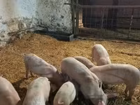 मादा सूअर — फ़ोटो 1