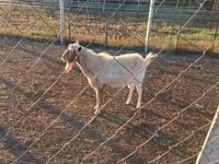 تيس, Boer goat — الصورة 3