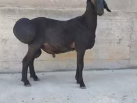 Bélier, Hissar sheep — photo 2