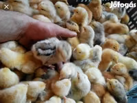 Chickens — الصورة 2