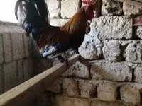 Chickens — zdjęcie 2