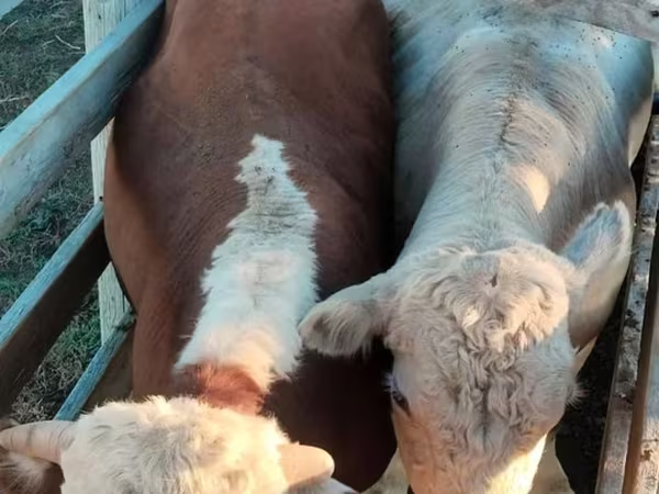 Bull, Auliekol breed