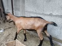 Koza, Alpine goat — zdjęcie 2