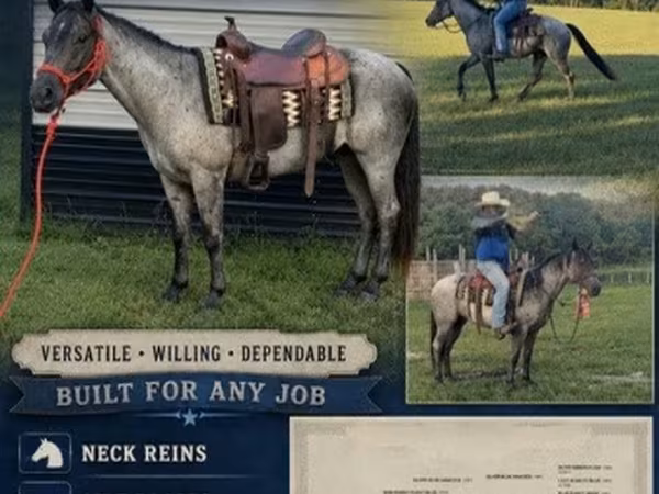 Pastuv, Quarter Horse