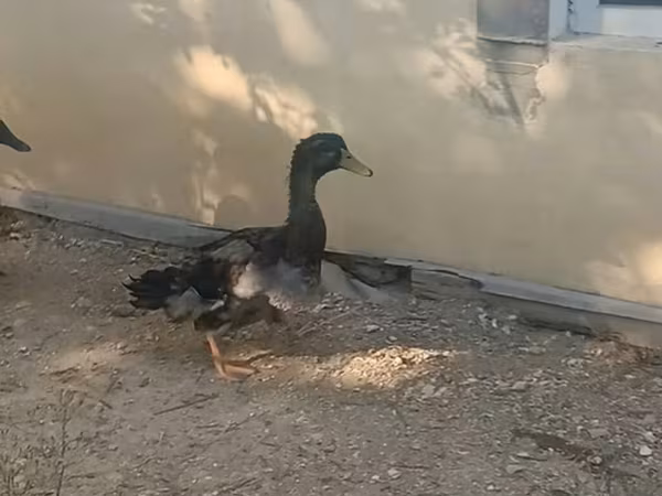 Руан