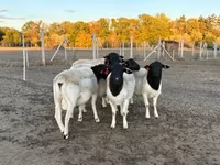 Қошқар, Dorper sheep — 1-сурет