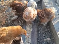 科钦 — 照片 7
