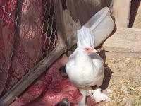 Chickens — fotografija 5