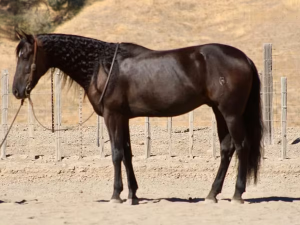 At, Friesian