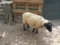 公羊, White Suffolk sheep — 照片 1