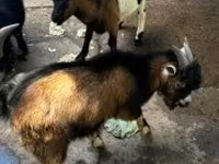 बकरा, बकरियाँ — फ़ोटो 2