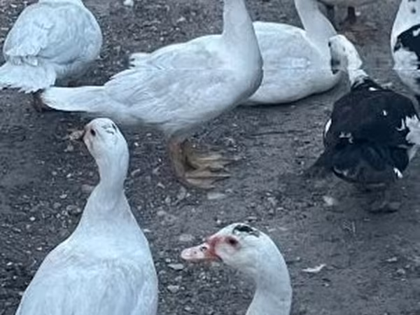Ducks — Hungria