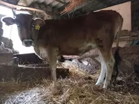Vache, Race rouge tachetée — photo 3