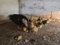 Ducks — 照片 8