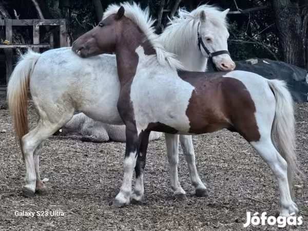 Stute, Welsh Mountain Pony
