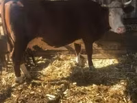 भेड़, भेड़ — फ़ोटो 2