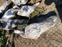 Ducks — zdjęcie 1