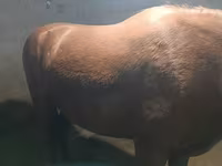 Kobila, Budyonny horse — fotografija 1