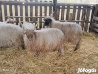 Carnero, Racka sheep — foto 1