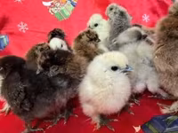 Silkie — photo 1