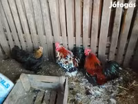 कोचीन — फ़ोटो 5