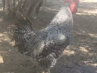 Slovenian Barred Hen — photo 1