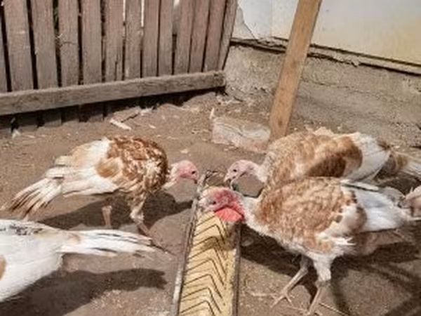 Turkeys