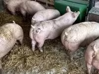 Cerdos (lote, sexo no especificado), Cerdos — foto 1