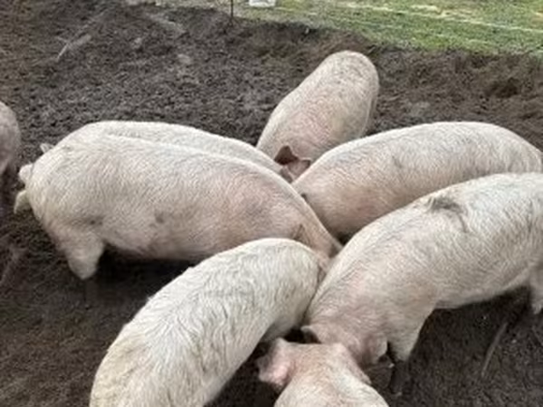 خنزير ذكر, Крупная белая