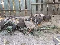 珍珠灰 — 照片 2