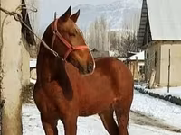 Horse (M), Karabair horse — photo 6