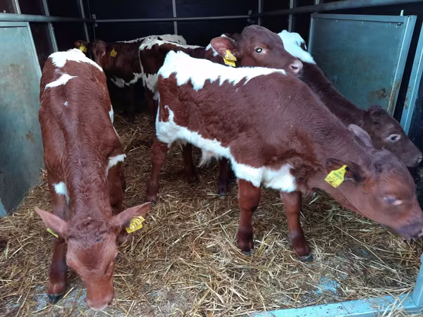 Bovinos (lote, sexo não especificado), Simmental cattle