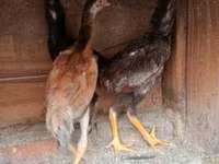 Chickens — Foto 3