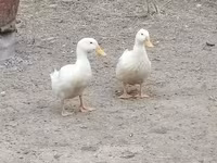 Nemački pekin — fotografija 8