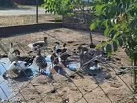 Ducks — zdjęcie 3