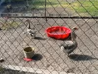 Geese — Foto 3