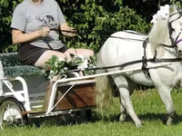Pastuv, Miniature horse — fotografija 3